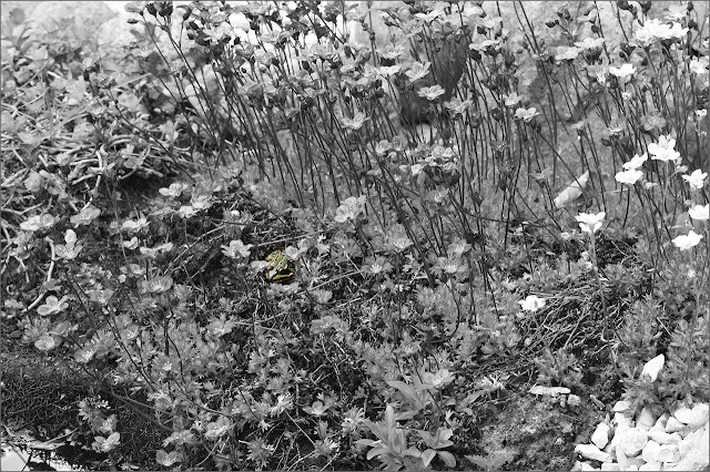 Mikeyt Me Review Wacken Open Air 2013