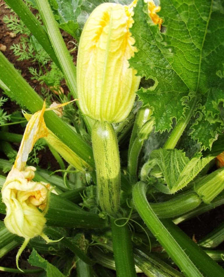 Roots 'n' Shoots Squash & Pumpkin How To Grow − Fruit(s) of the Month