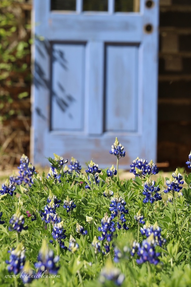 Texas bluebonnets grow low leafy rosettes in the fall and winter before blooming in the spring