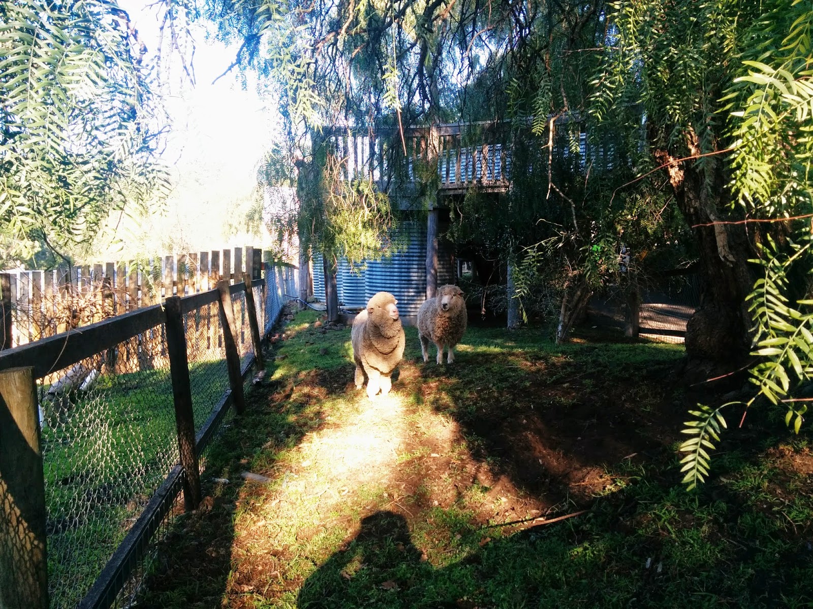 Sister To Ginger > Weekend Snapshots Abbotsford Farm