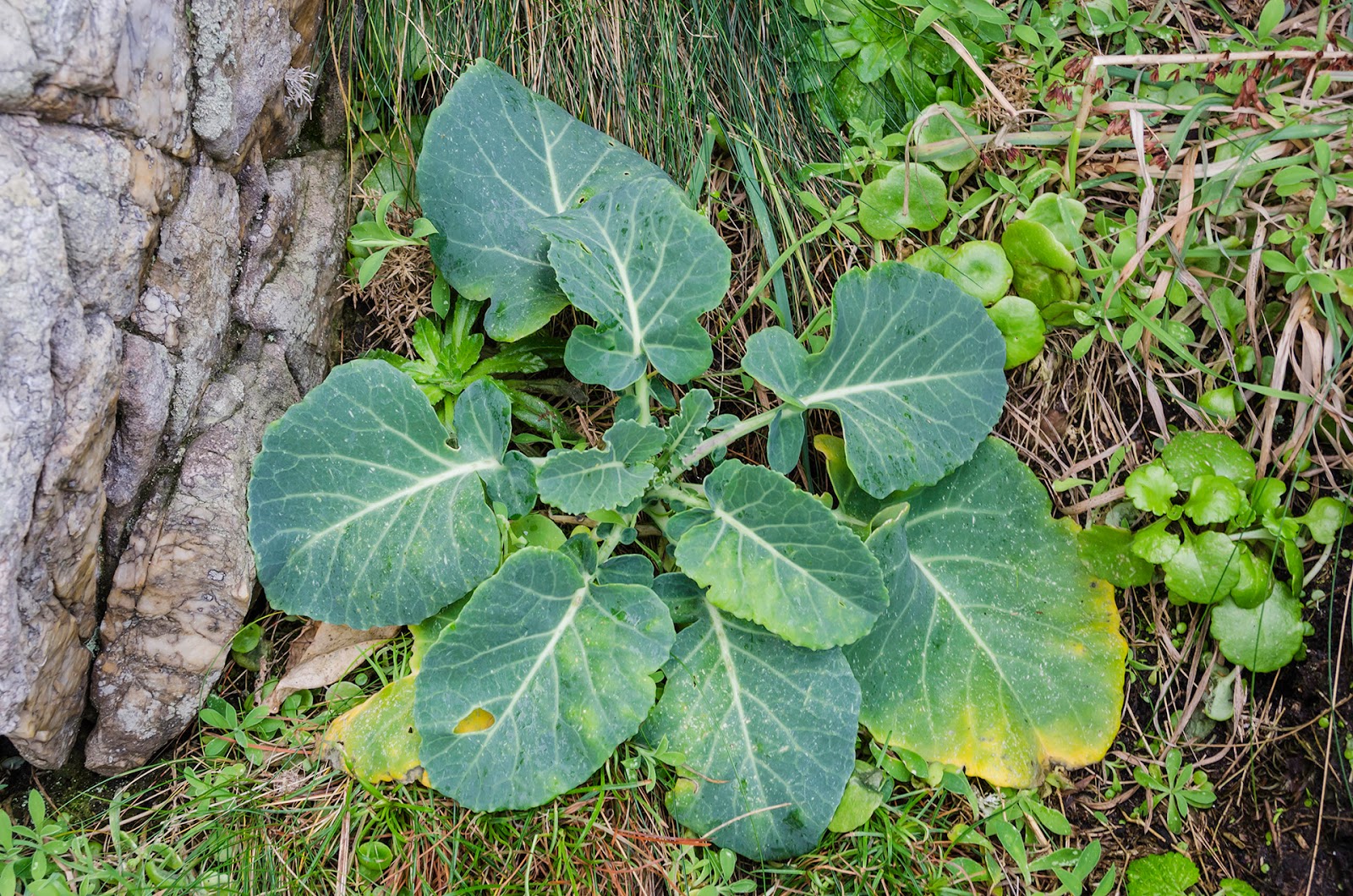 Flores y Paisajes de Asturias Brassica oleracea var. sylvestris