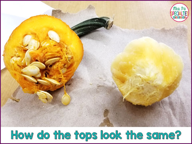 Fall is the perfect time to integrate science and language skills into one lesson. Build on background knowledge with this pumpkin compare and contrast lesson. All you need is an orange pumpkin, a white pumpkin.... no prep!!