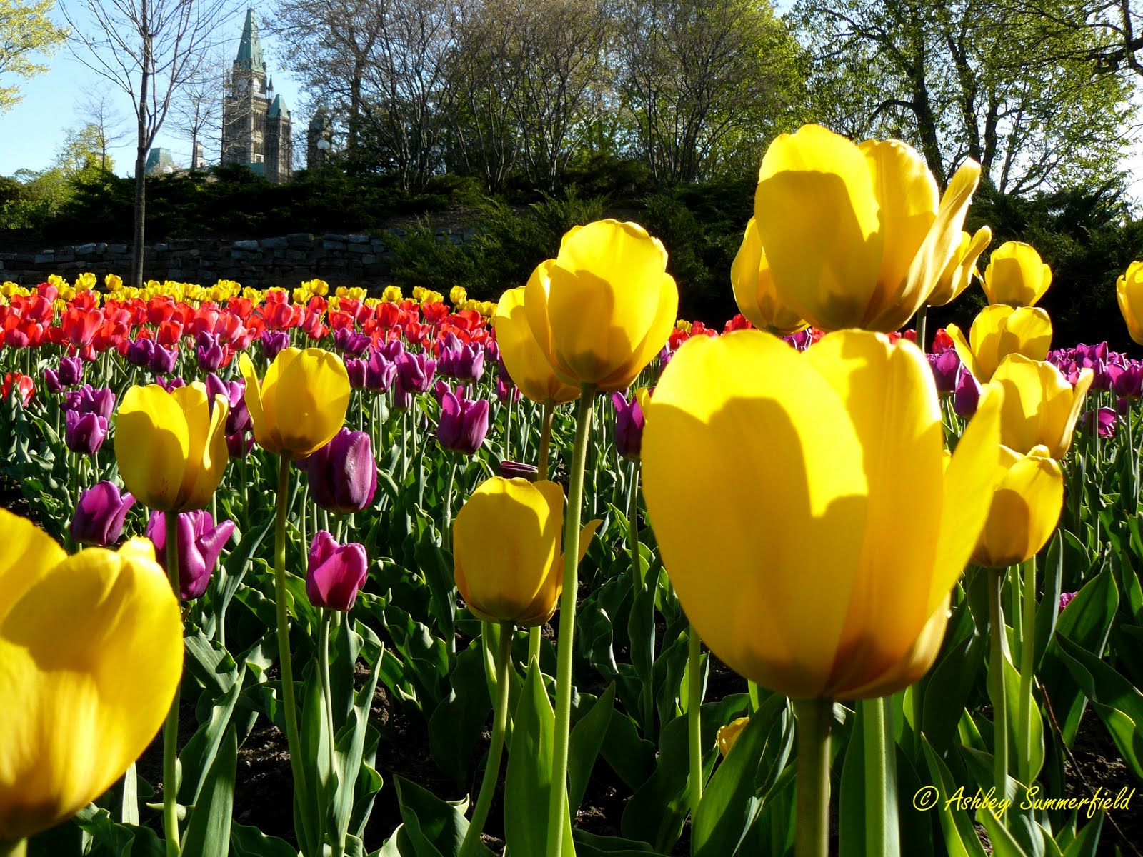 Ash Out of Doors April Showers Bring May Flowers