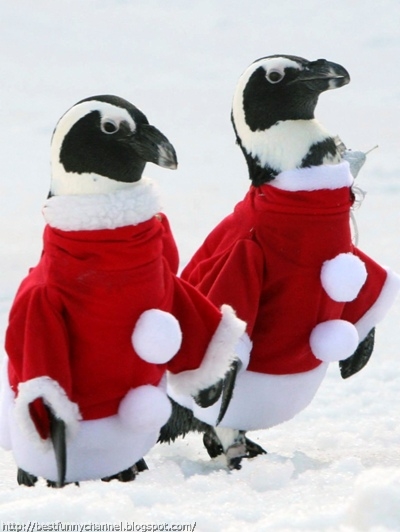 Two funny Christmas penguins.