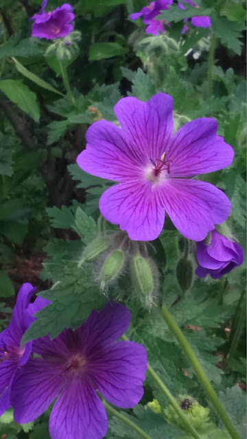 geranium