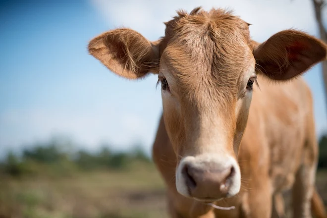 Bill Gates finances the creation of super cows
