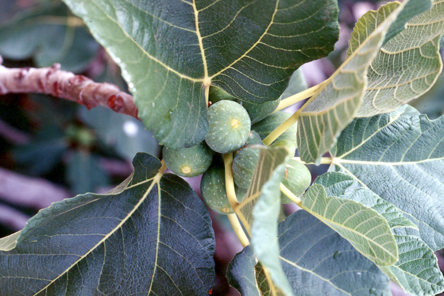 Edible Fig -- Ficus carica