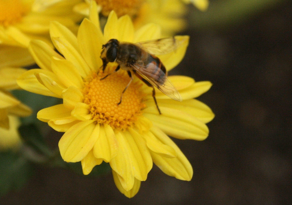 The Flower Bin Summer Planting for Pollinators