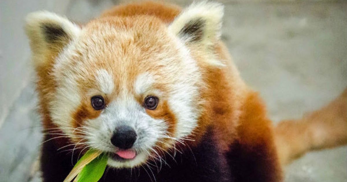 Panda Rojo ~ Animales en Peligro de Extinción