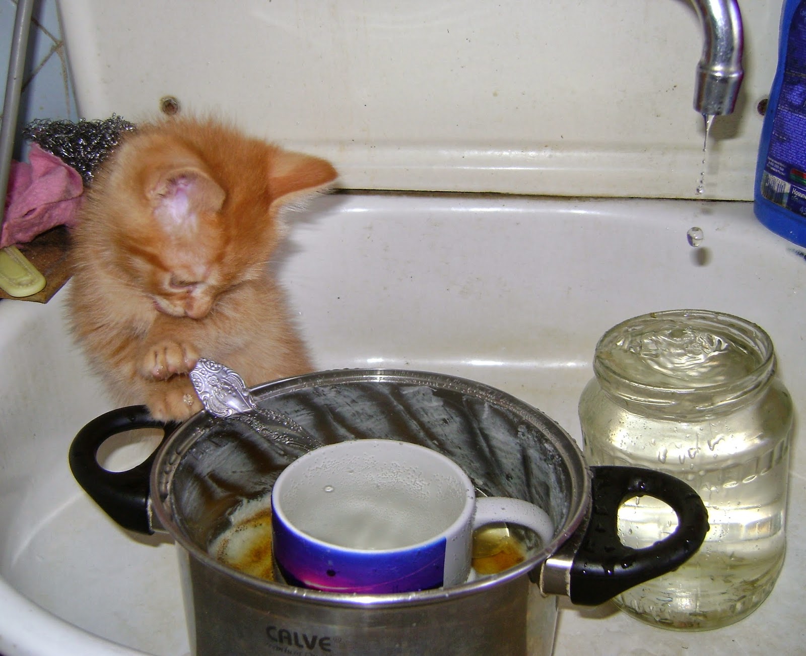 котики и мытье посуды. кот моет посуду. котики и мытье посуды. котик моет посуду. кот моет посуду.