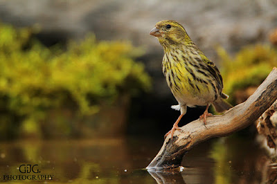 Verdecillo (Serinus serinus)