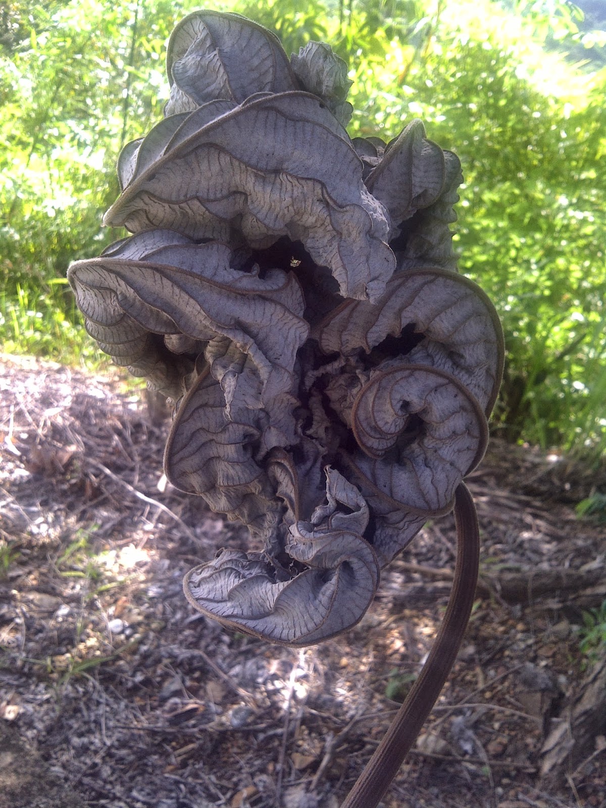 Amazon Trumpet Leaf Tea at Jennifer Wright blog