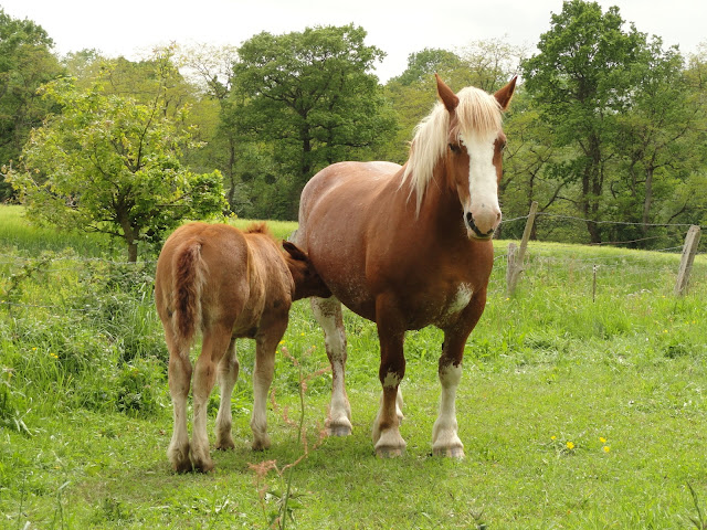 Chateau Moorhen..... goes south!: Horses and foals