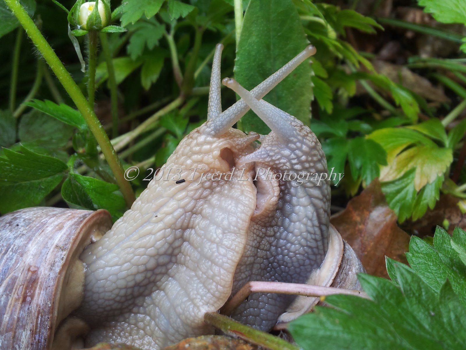 Beleef de natuur: Als het gras twee kontjes hoog is