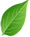 kukicha twig japanese green tea leaf
