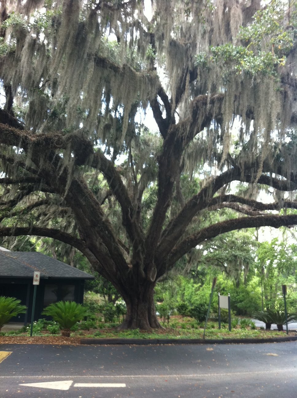 WeFiveKings Live Oak in Ocala