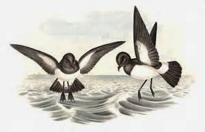 White bellied Storm Petrel