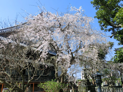  本覚寺の枝垂れ桜