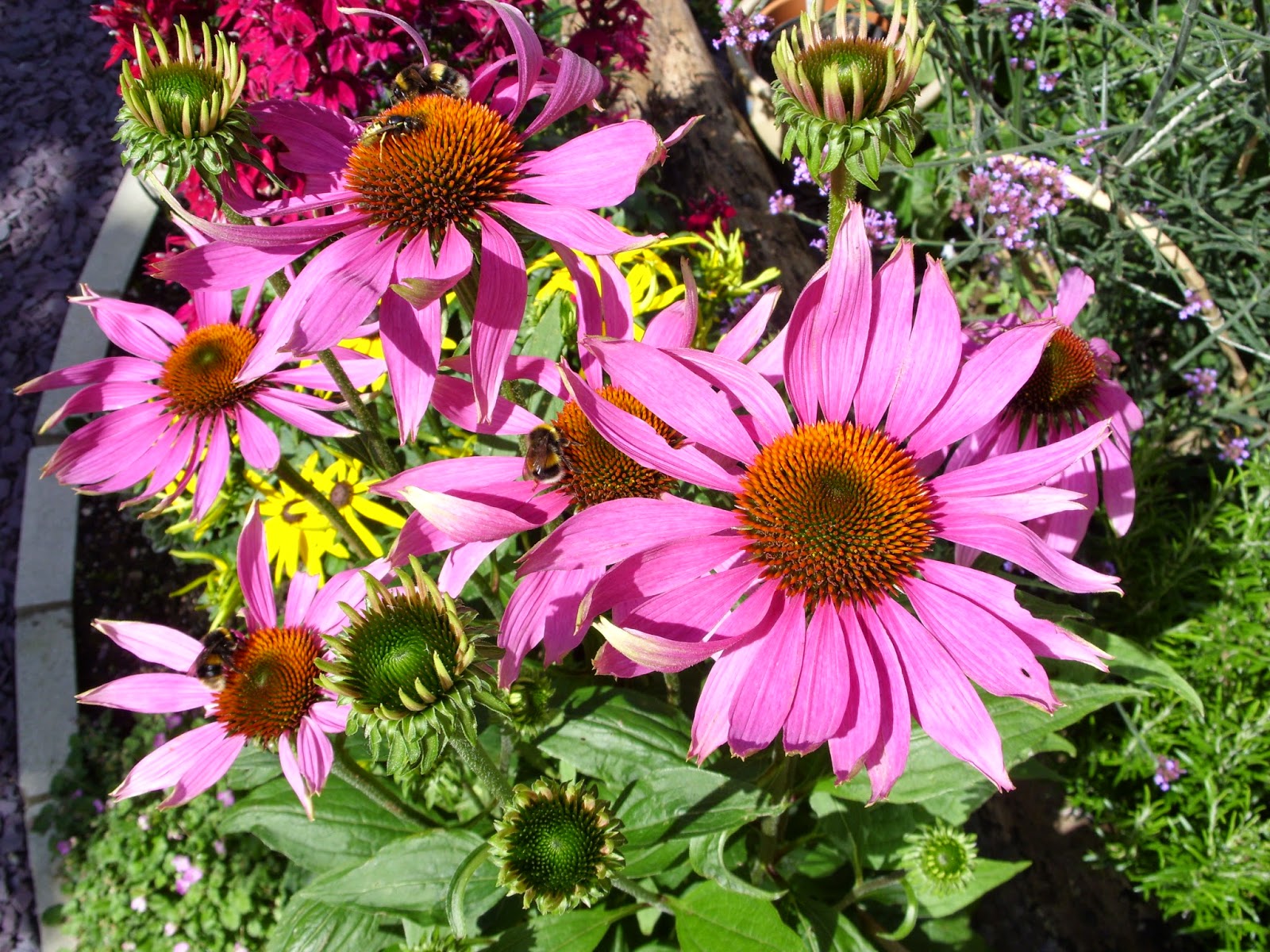 Kelli's Northern Ireland Garden: August Flowers - Blogger's Bloom Day