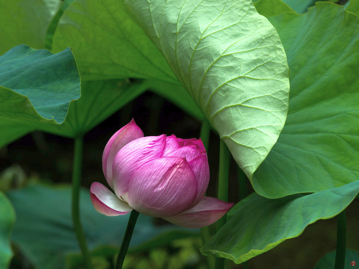 FROM THE GARDEN OF ZEN Sacred lotus flower Tsurugaokahachimangu