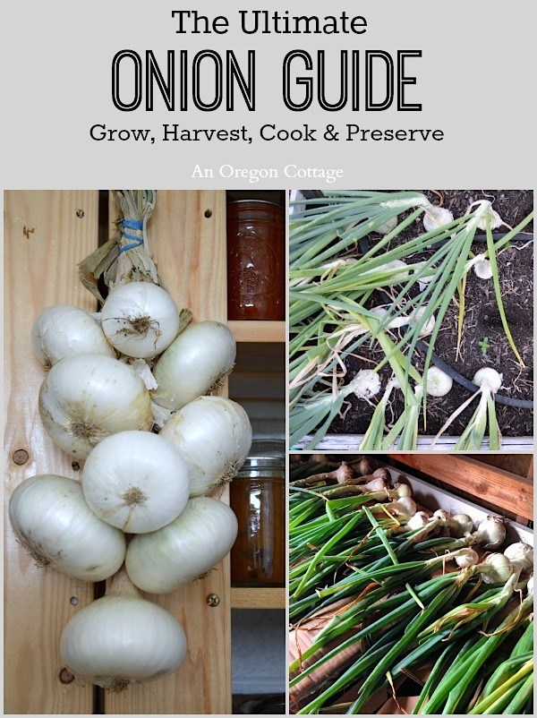 How to Best Grow Onions Everything About Garden