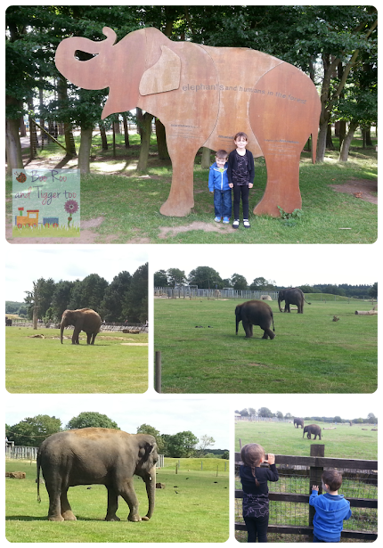 ZSL Whipsnade Zoo - Elephants ZSL Whipsnade Zoo - Elephants