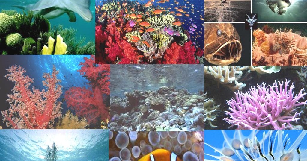 vida marina BIOLOGIA MARINA