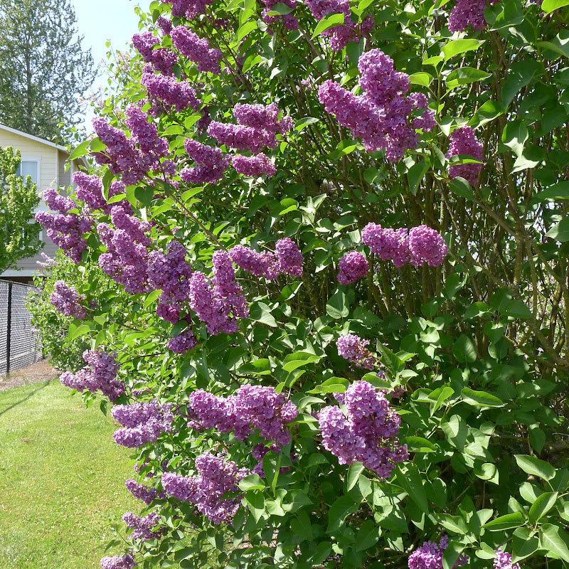 Good Life Northwest A PHOTO TOUR OF THE HULDA KLAGER LILAC GARDENS