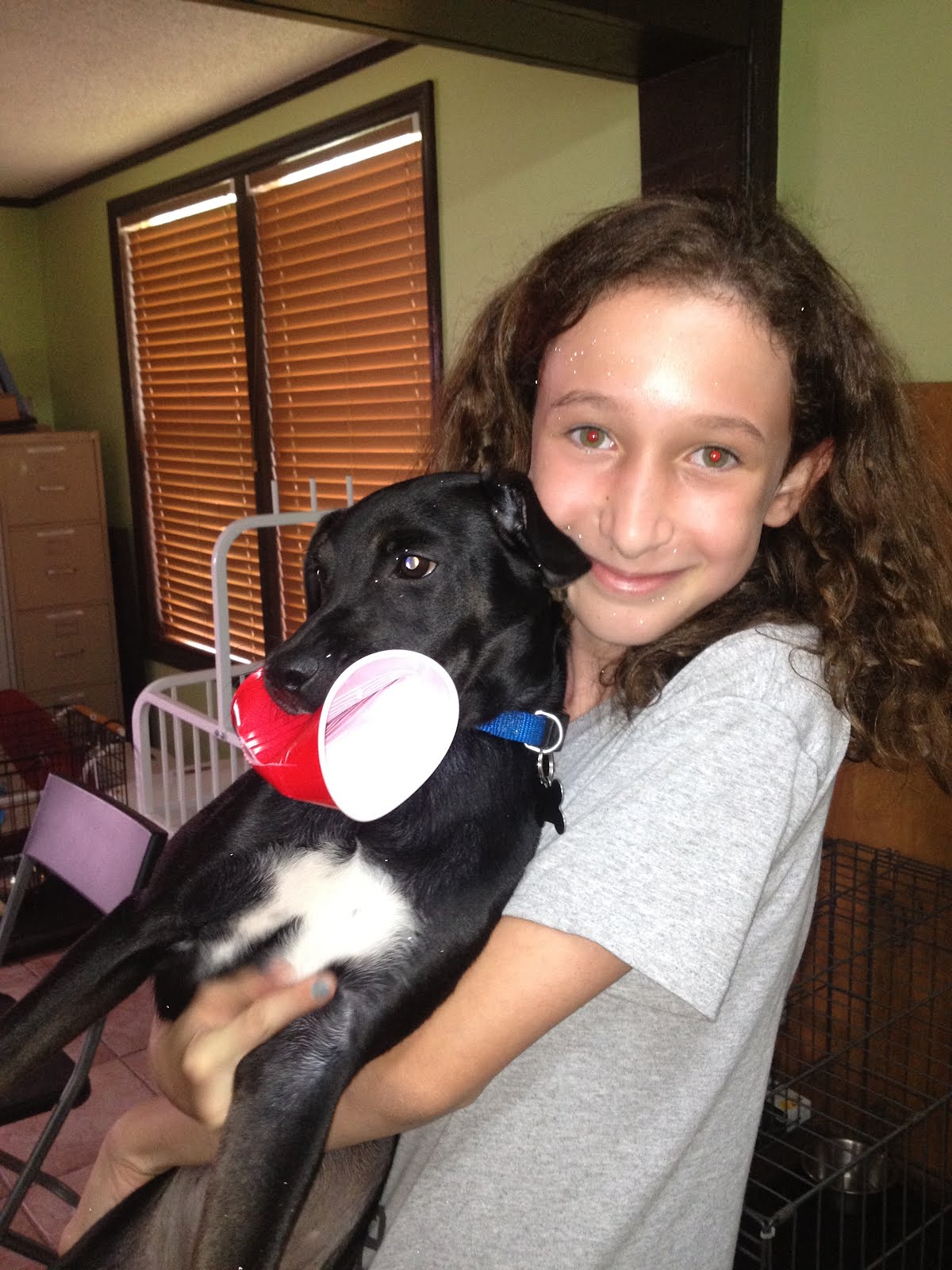 The Doglando Blog Orlando Dog Grooming Orlando Dog Training Dog