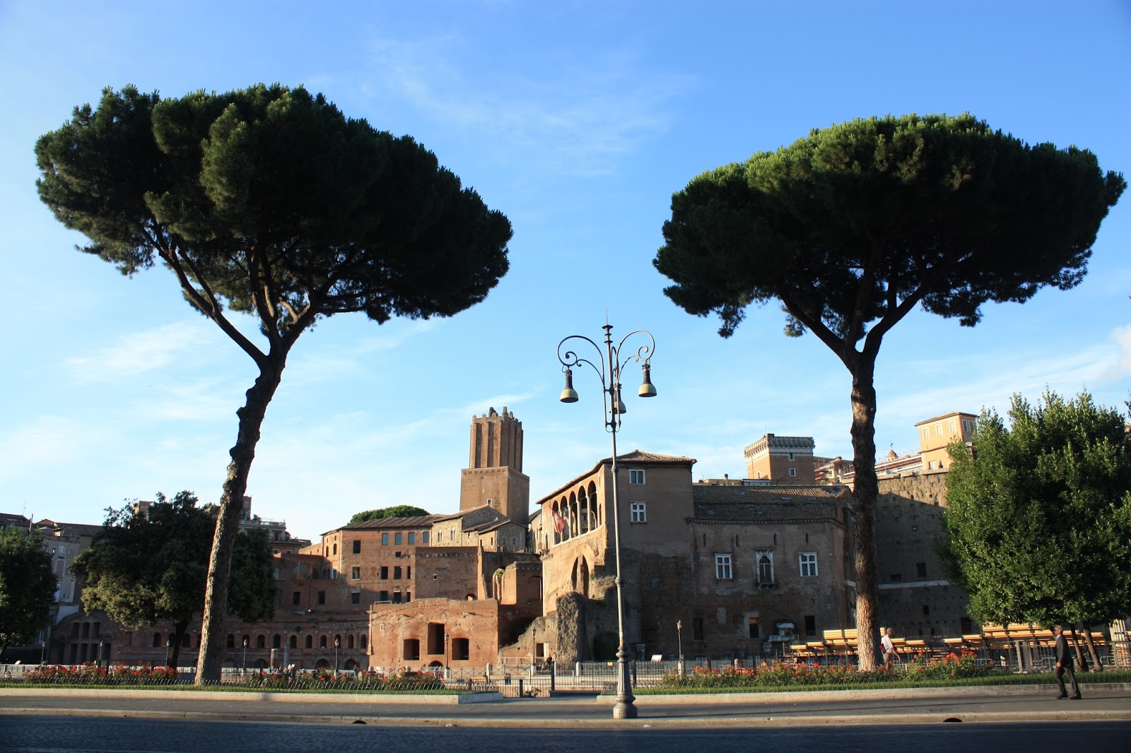 Пинии в риме