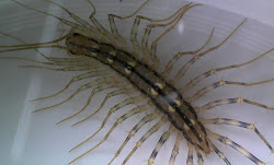 centipede bugs centipedes irl