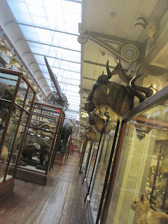 Glass cases and mounted antlers in a long room
