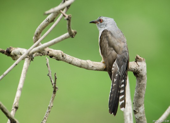 Mitos 6 Hewan Pembawa Musibah Dan Malapetaka Media Apa Kabar