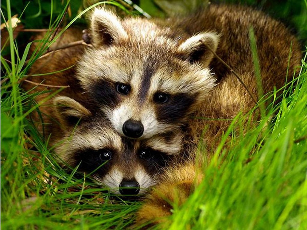 Cool FunPedia: Animals Couples Cool FunPedia: Animals Couples