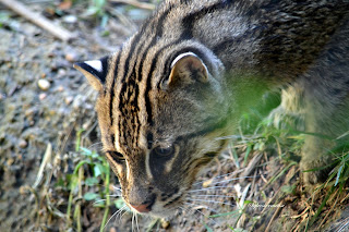 https://amazing-wild-animals.blogspot.com/2016/12/fishing-cat.html