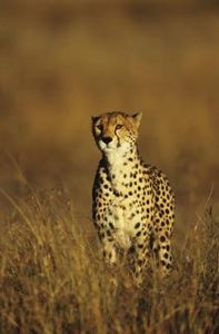 What is Cheetah: Behavior/characteristics