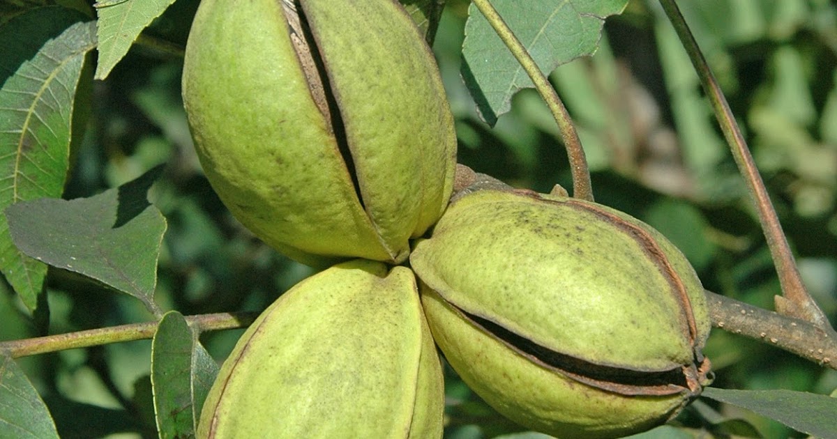 Northern Pecans Why is the date of shuck split important for pecans?