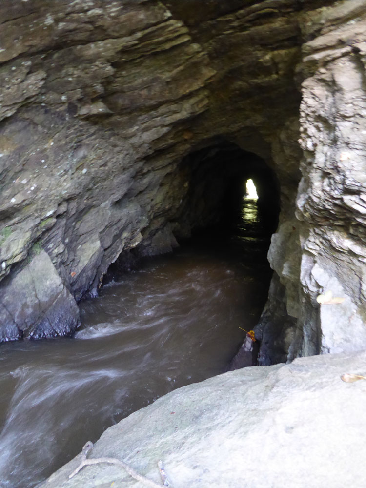 The Enchanted Tree Kayaking on Big Reed Island Creek