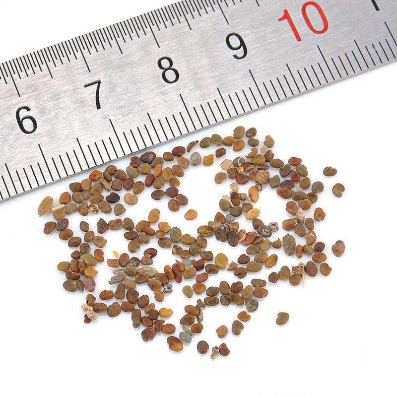 Как выглядят семена каллы Как выглядят семена каллы