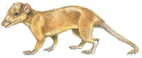 mamiferos del jurasico Shuotherium