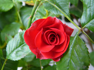 Rote Rose