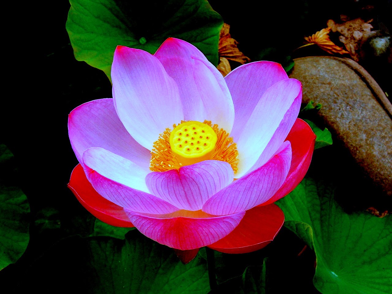 Borneo Island, Awaken To A Different World Sacred Lotus Nelumbo