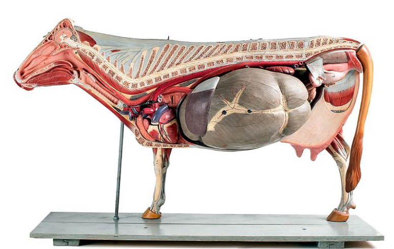 anatomia veterinaria