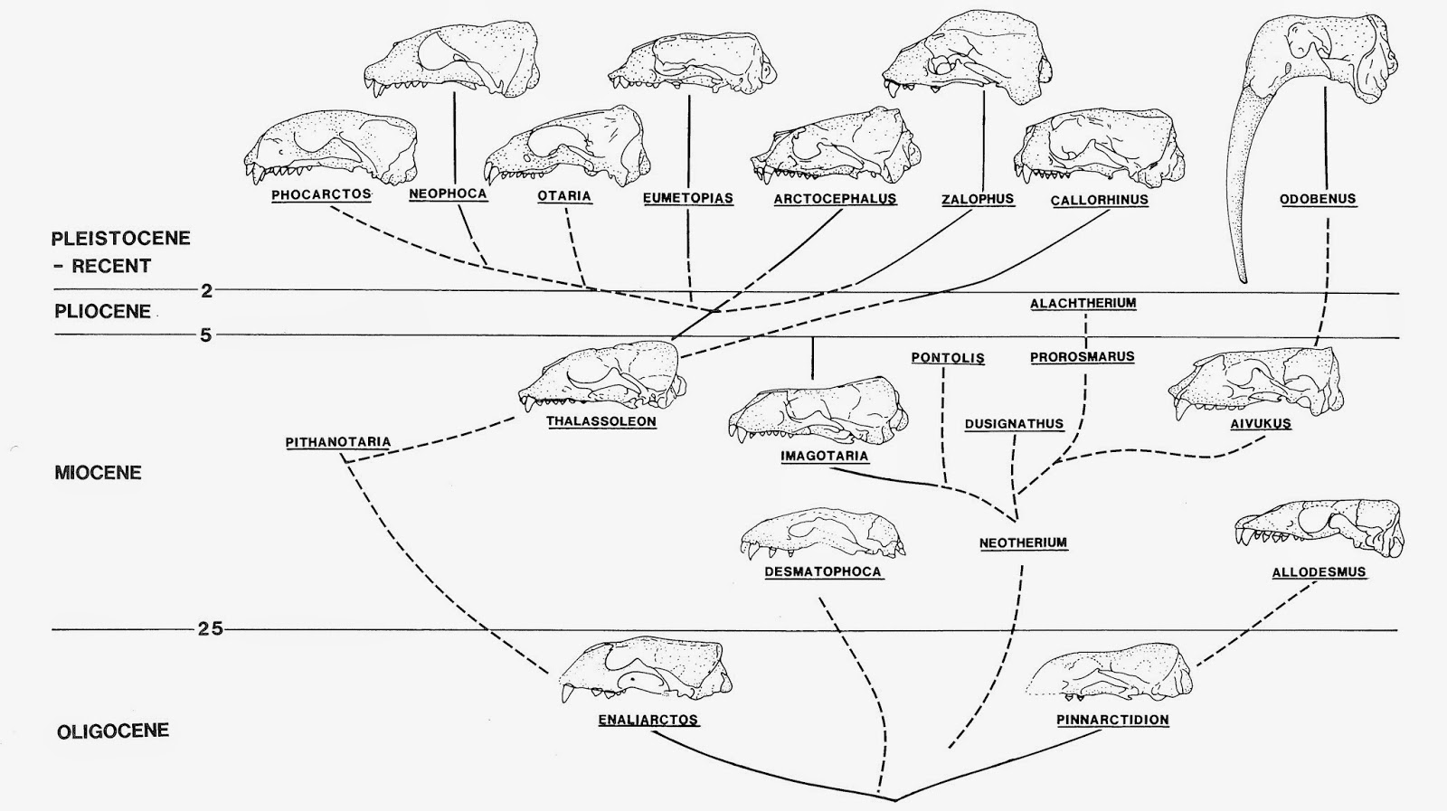 The Coastal Paleontologist The best known fossil pinniped, part 4