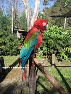 O Zoológico de Gramado possui muitos atrativos para quem o visitar.