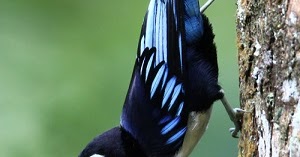 Rambatan Loreng Si Burung Manis Bunyi Seolah Olah Cililin Kicau