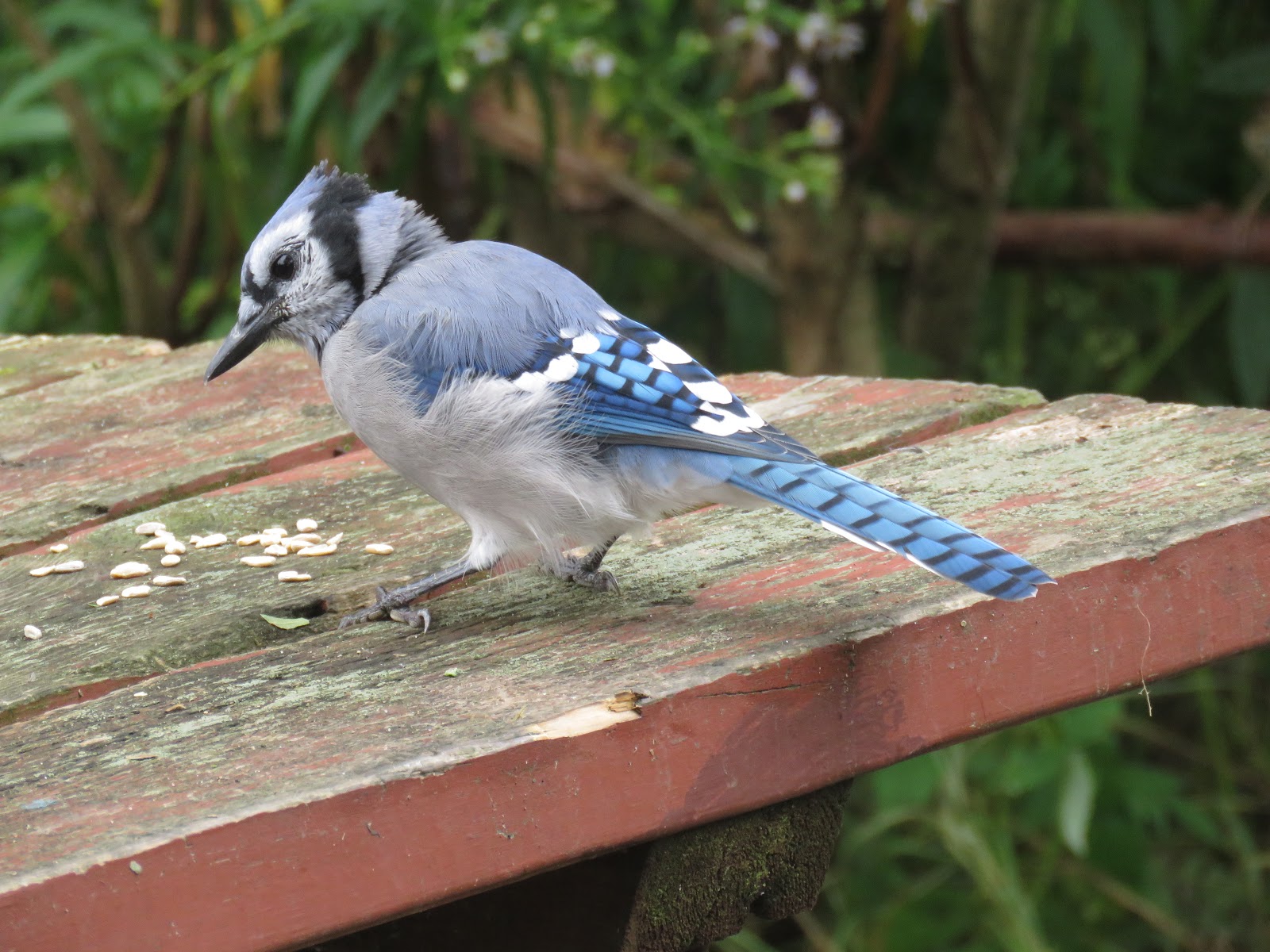 Bird & Travel Photos, Birding Sites, Bird Information BLUE JAYS EATING