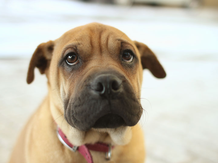 Sharpei Pug mix Puppy 2