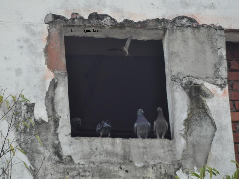 Industri Walit Tingkatkan Ekonomi Bumiputra Selsema Burung