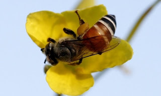 Abejas neonicotinoides